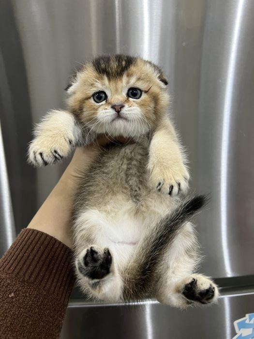 Котята скотиш фолд
