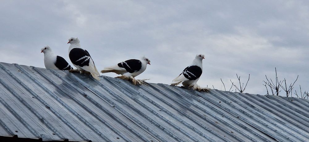 Porumbei de ornament