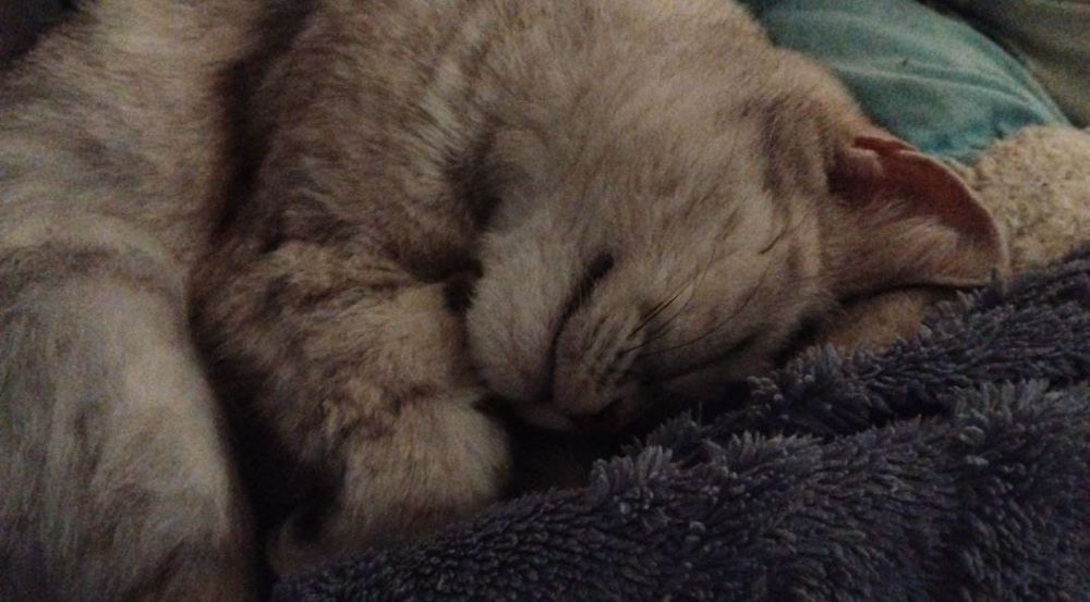 Отдам британку кошку девочку