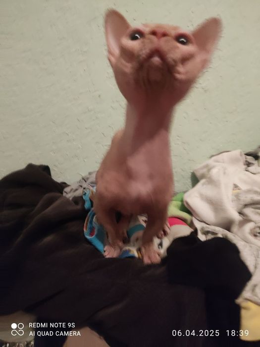 Продаётся канадский сфинкс