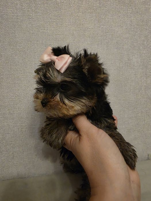 Щенки йорка. Девочки