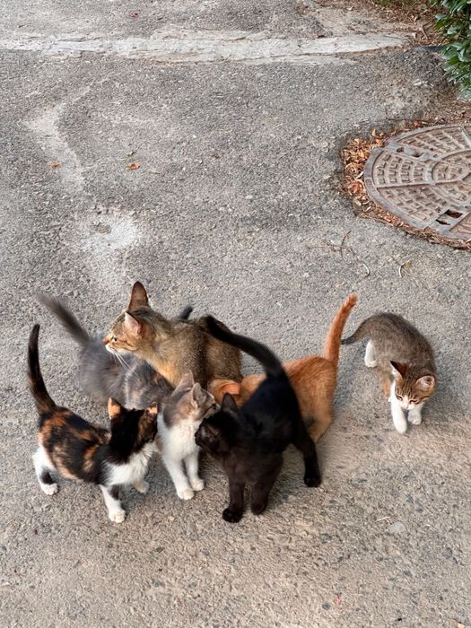 Котята в добрые руки