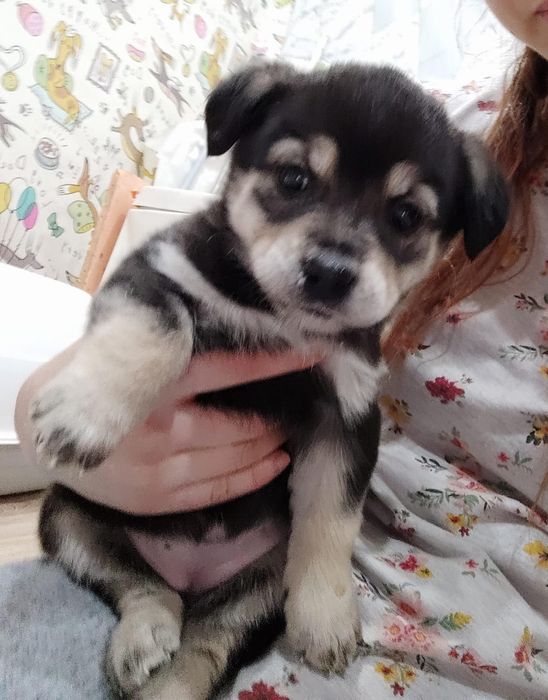 Малышки среднего размера ищут дом