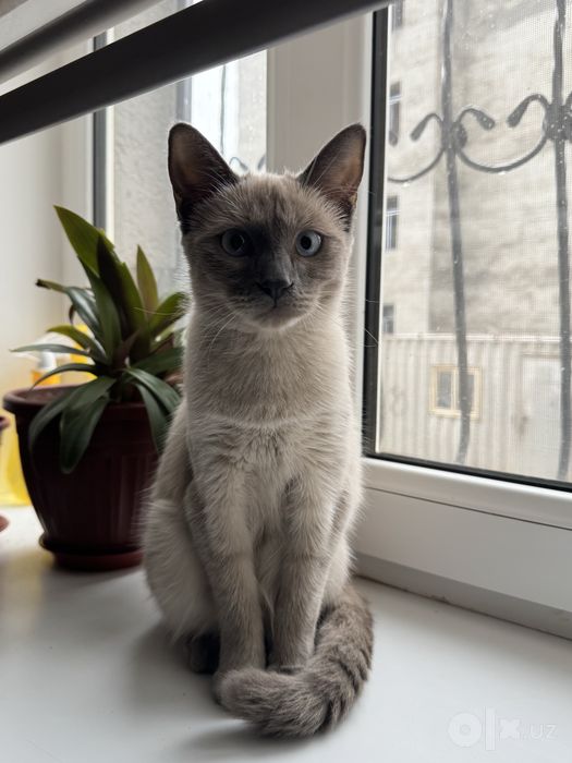 Сиямсикй кошка.