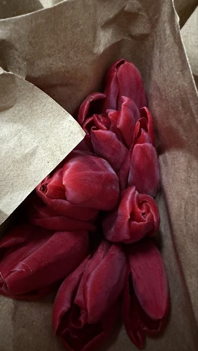 Продам тюльпаны оптом 300