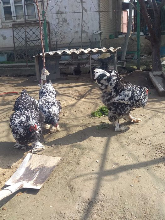 Светлый мрамор курапатка тухумлари сотилади донаси 10000сумдан