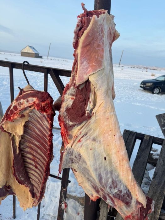 Продам соғым жылқы, конина