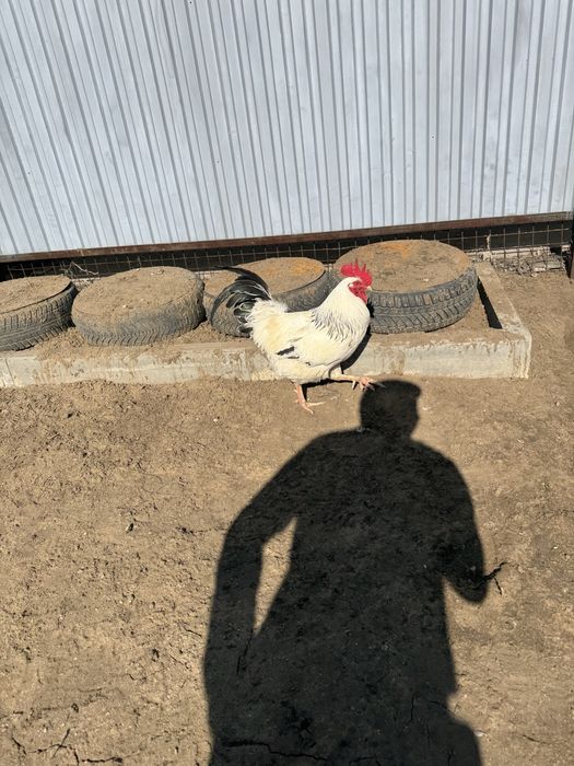 Тауык сатылымда немесе ауыстырам