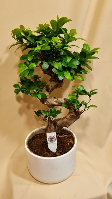 Бонсай. Бонсай Жень Шень. Бонсай из фикуса