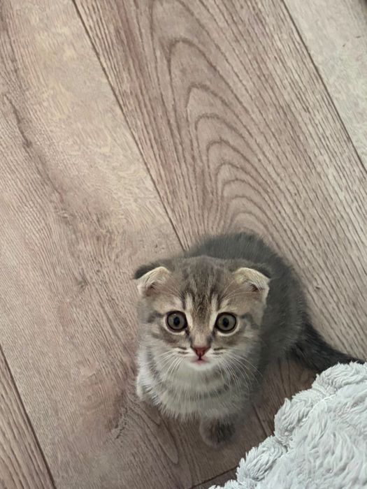 Продам вислоухого котёнка
