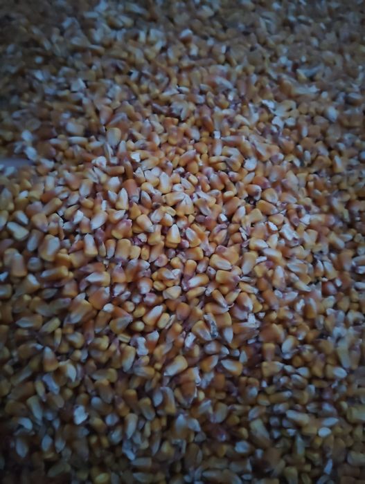 Porumb boabe de vânzare