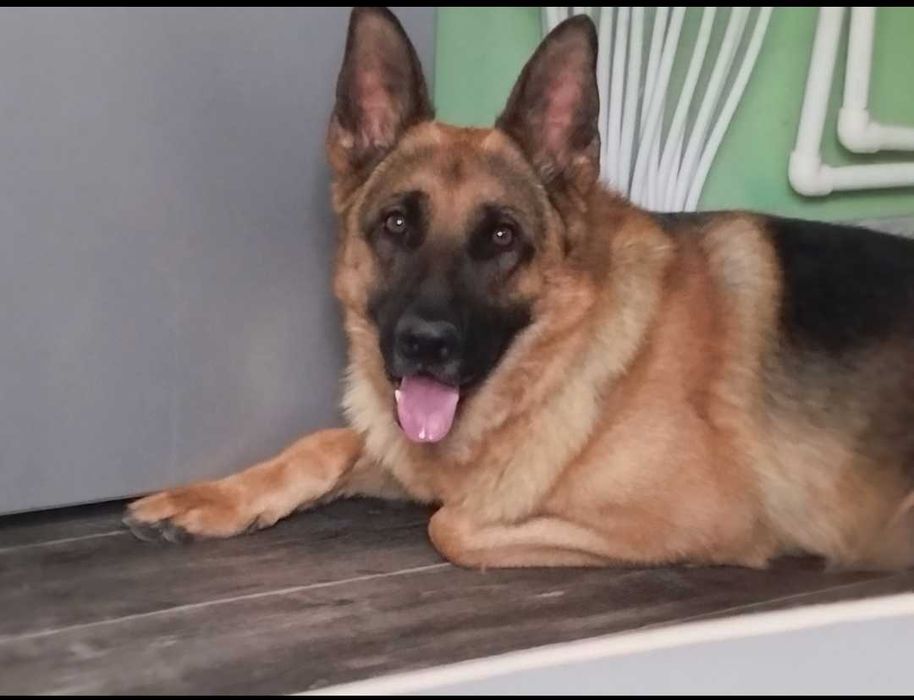 Вязка немецкой овчарки