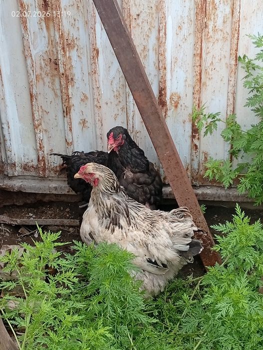Продам двух курей