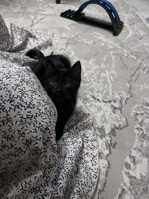 Отдам котенка в добрые руки