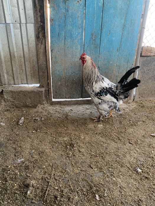 Продается Петушки Пародистые