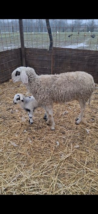 Oaie bergamax de vânzare