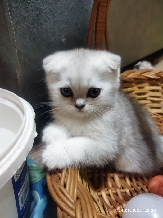 Продаются шотландские котята серебряная шиншилла