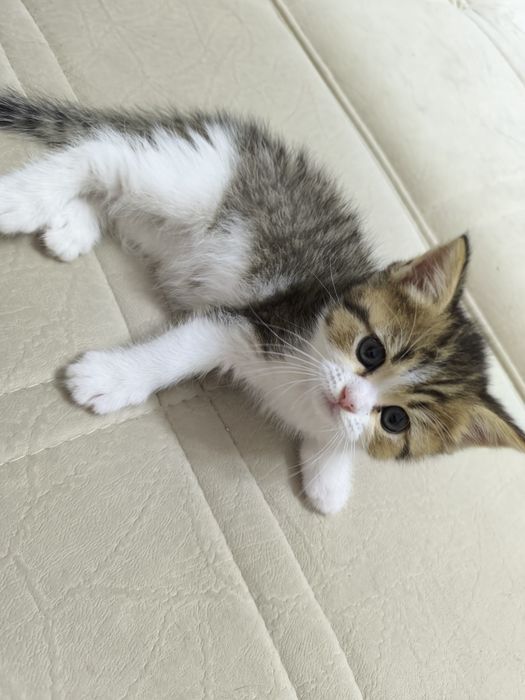 Продается : Мальчик Скоттиш Страйт