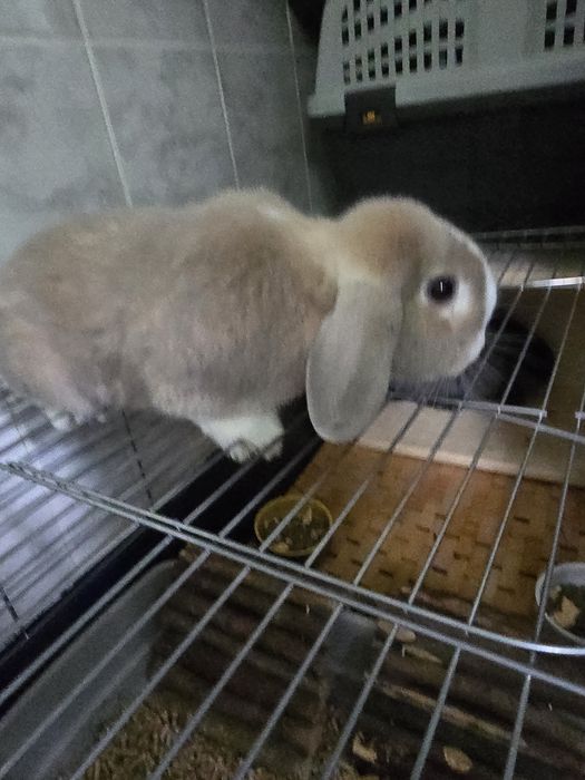 Se vand 2 iepurașe drăgălașe