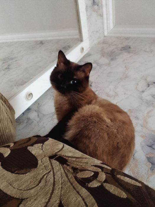 Отдам кота в добрые руки