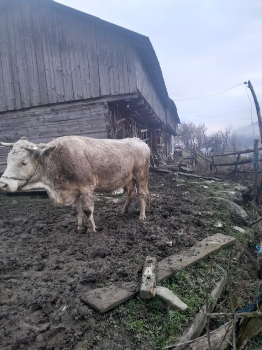 Vând vacă de 6 ani