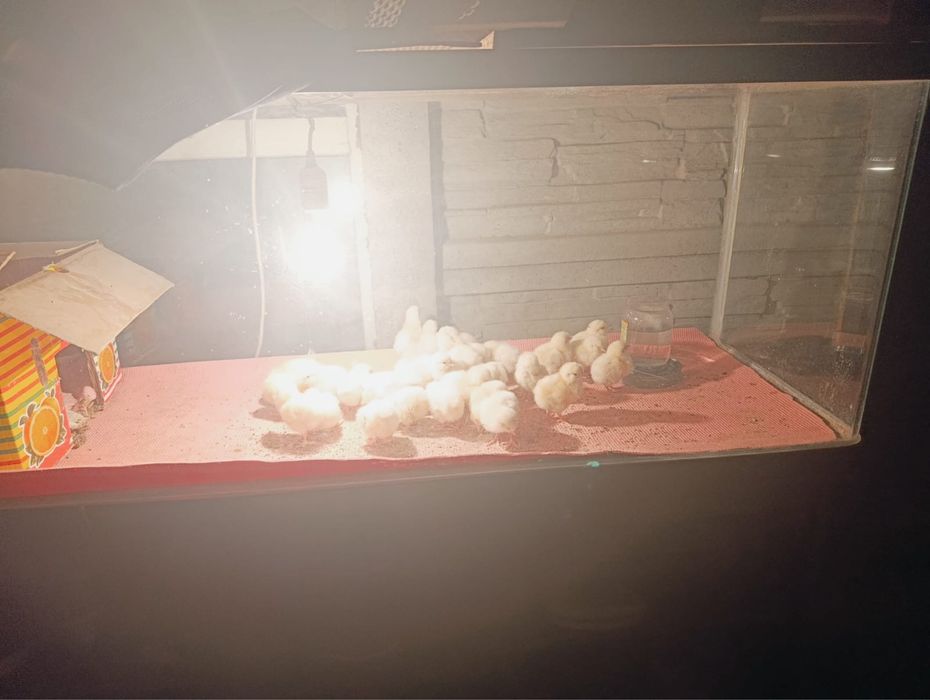 Продаются цыплята