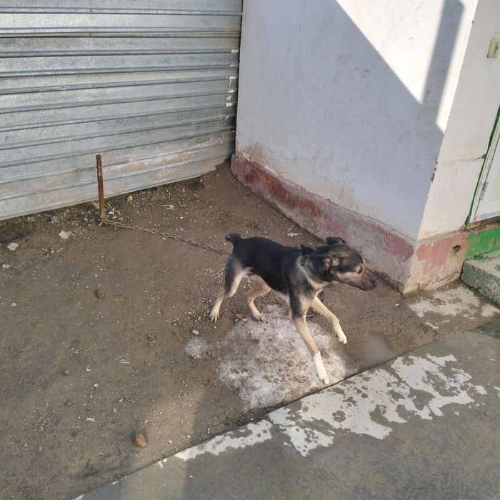 ит сатылады 1 жасар еркек