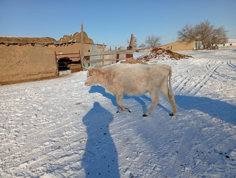 Продоется корова