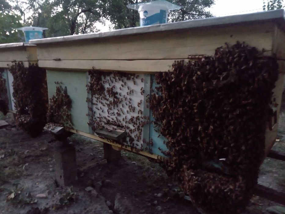 Vand familii de albine bine populate