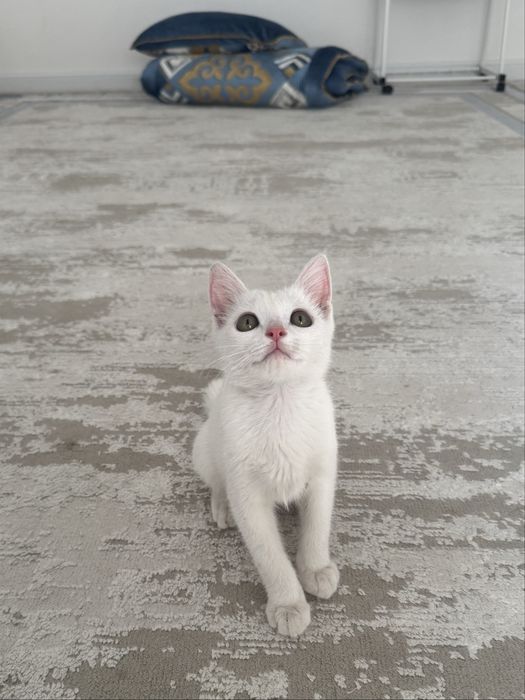 Отдам котенка в добрые руки
