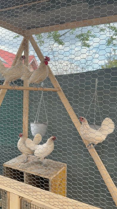 Pui din rasa Sebright / Australorp