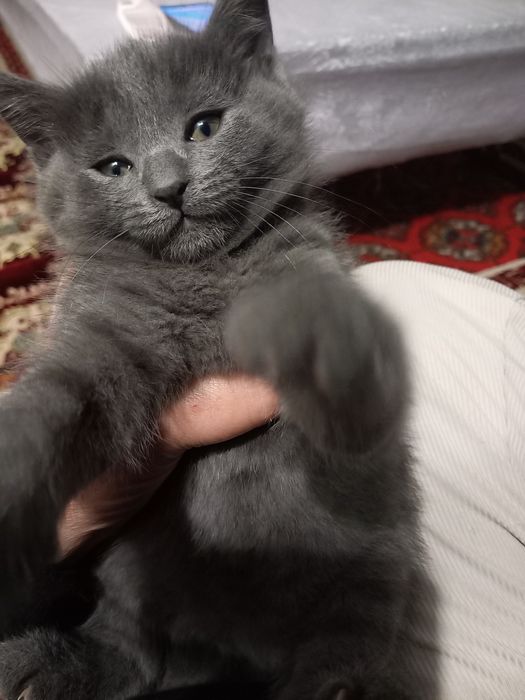 Мушукча 500 минг сумга сотилади