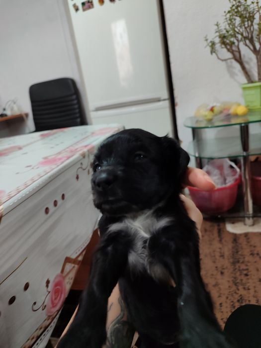 Продам друга для семьи