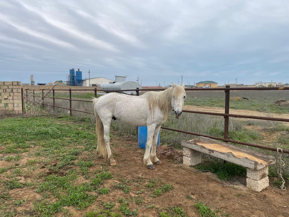 Айғыр сатылады полу кров