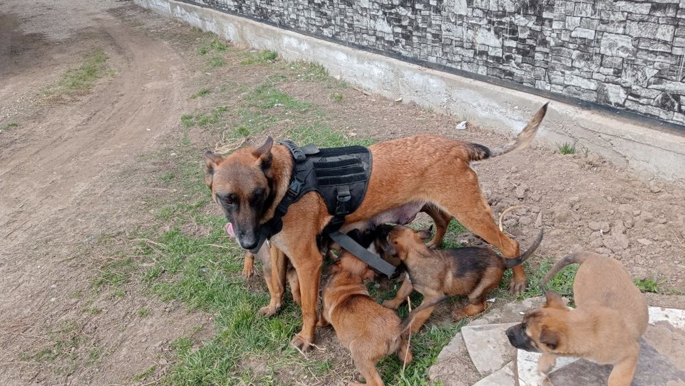 Щенки 1,5 месяц кабельи