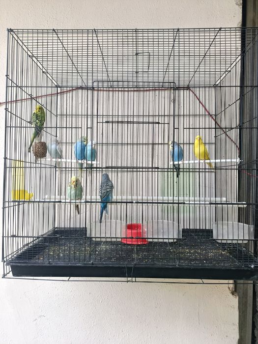 Валнистий тўтила сотилади