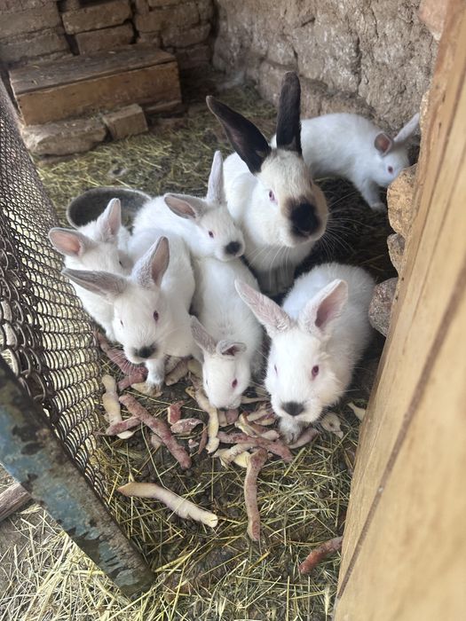 Samka, самка, kalifofniya quyon o’zi yoki oylasi