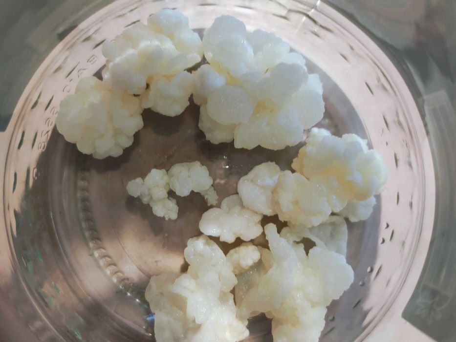 Ciuperca tibetana kefir de lapte  chefir apa Kombucha