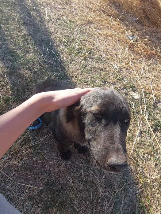 2 малки кученца спешно търсят дом!
