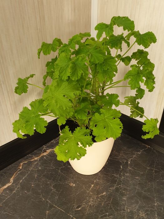 Продам герань Душистую Лимонную