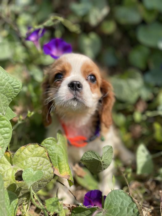 Кавалерчик спаниельчик