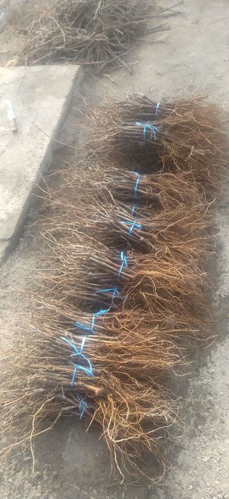 Продается саженцы винограда