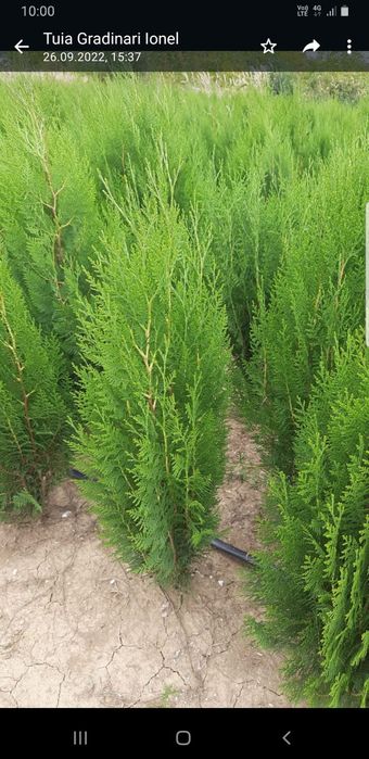 Gazon rulou 24 de lei m2. Transport și montaj inclus.Tuia zmarald .