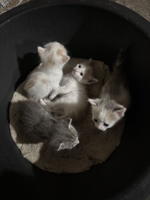 Отдам котят в добрые руки ! 3 девочки 1 мальчик