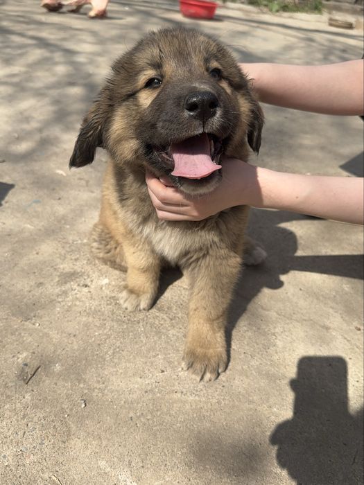 Отдам щенков в добрые руки