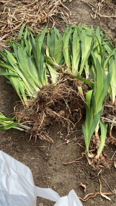 Ирис растение сатамын