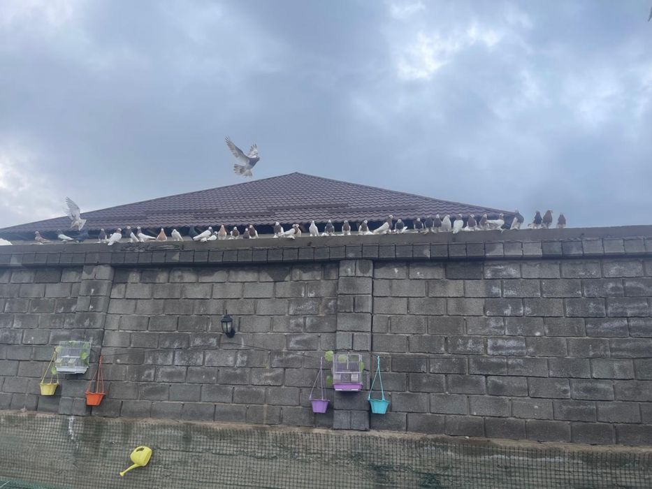 Капканы красногруд черногруд