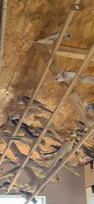 Vând Micul și Marele Alexander