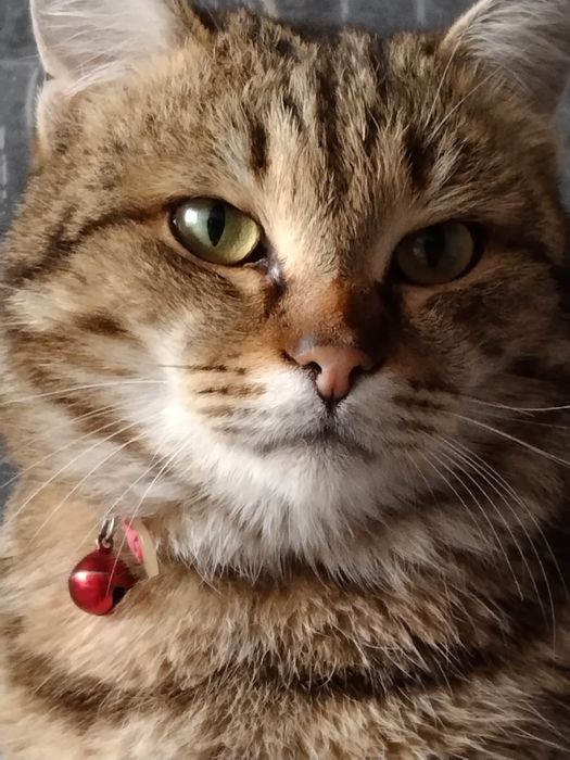 Потерялся кот!!!