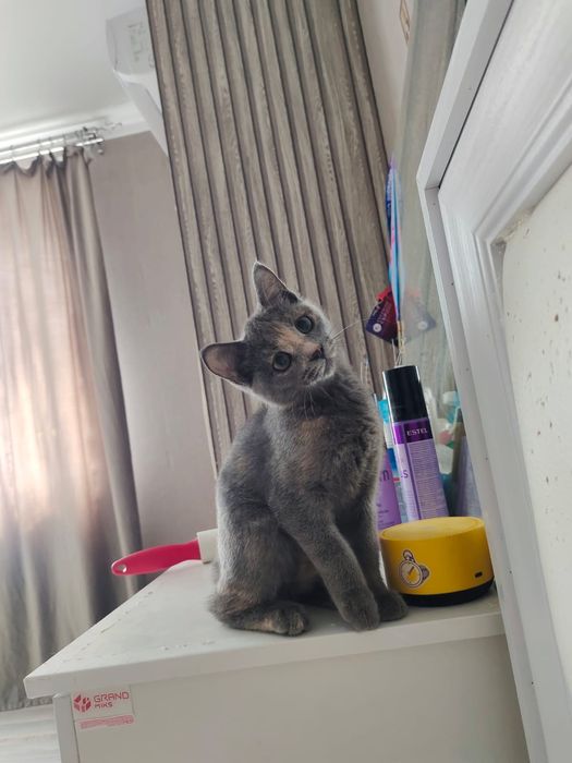Кошечка в добрые руки